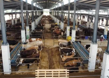 Bursa’da İnegöl Hayvan Pazarı kotra ihale tarihi açıklandı