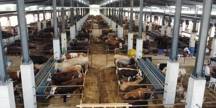 Bursa’da İnegöl Hayvan Pazarı kotra ihale tarihi açıklandı