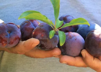 Mersin’de siyah erik hasadı başladı