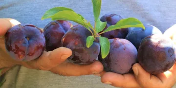 Mersin’de siyah erik hasadı başladı