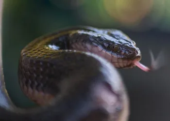 Bursa’da elini sokan zehirli yılanla hastaneye koştu