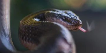 Bursa’da elini sokan zehirli yılanla hastaneye koştu