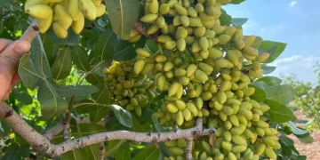 Atıl araziler Antep Fıstığı bahçelerine dönüyor