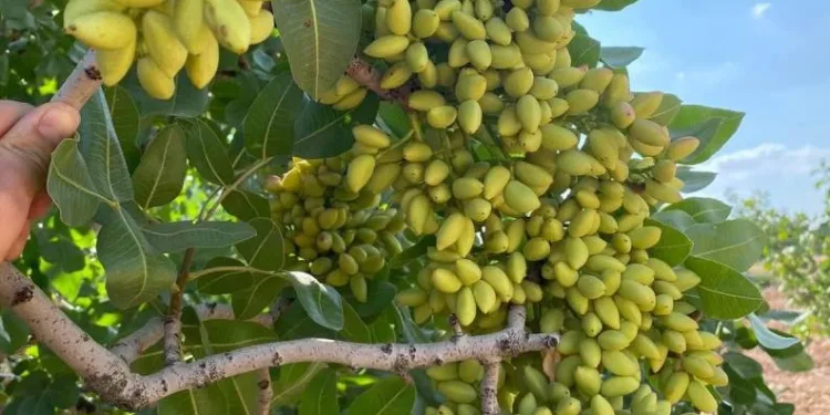 Atıl araziler Antep Fıstığı bahçelerine dönüyor