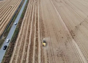 Amik Ovası’nda buğday hasadı başladı