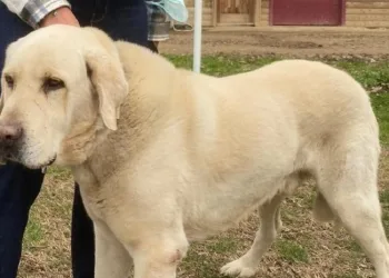 Bursa’da bu köpeği bulana ödül var