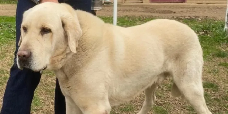 Bursa’da bu köpeği bulana ödül var