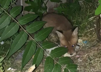 Tek isteği tilki yavrularına sahip çıkılması