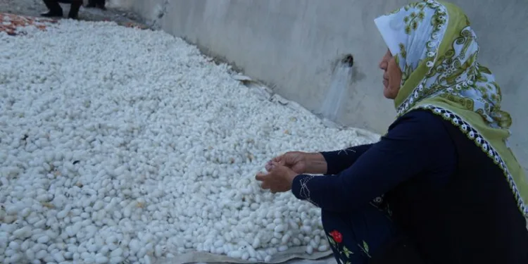 İpek böceği besicilerinin koza hasadı başladı