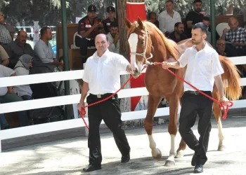 Bursa’da ev fiyatına tay satıldı