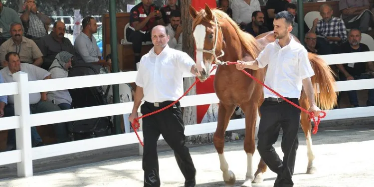 Bursa’da ev fiyatına tay satıldı