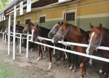 TİGEM’e tay satışından 3 milyon 686 bin lira gelir