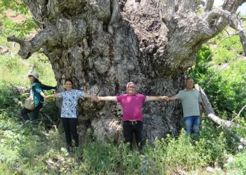Türkiye’de bugüne kadar görülmüş gövdesi en geniş ceviz ağacı