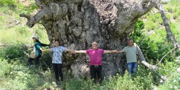Türkiye’de bugüne kadar görülmüş gövdesi en geniş ceviz ağacı