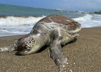 Ölü caretta caretta sahile vurdu