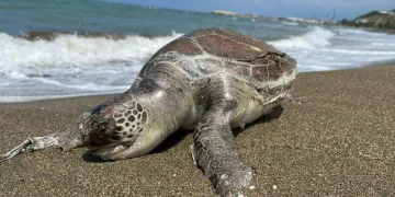 Ölü caretta caretta sahile vurdu