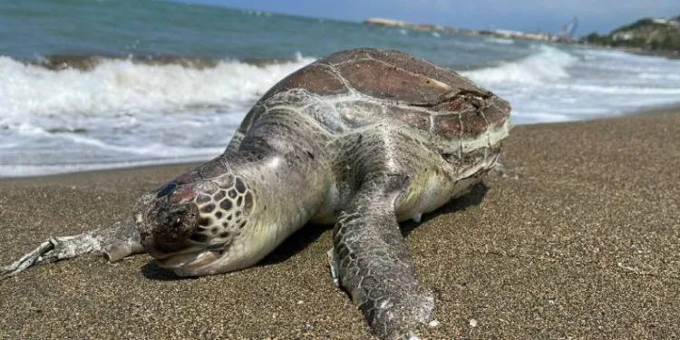 Ölü caretta caretta sahile vurdu