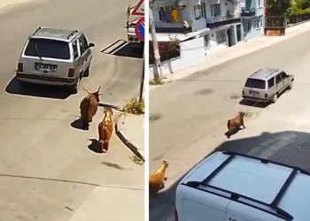 Bursa’da görüntüler tepki çekti! İple aracına bağladı