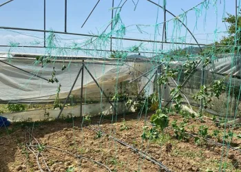 Bilecik’te seraları hortum vurdu