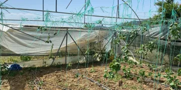 Bilecik’te seraları hortum vurdu