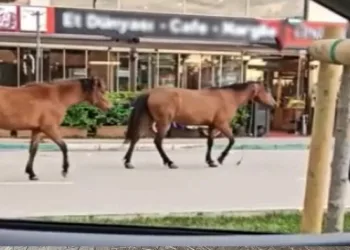 Başıboş atlar trafikte tehlike saçıyor