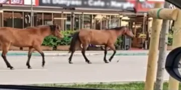 Başıboş atlar trafikte tehlike saçıyor