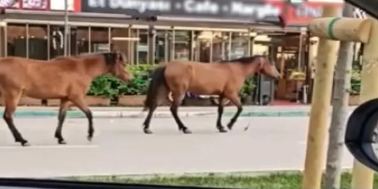 Başıboş atlar trafikte tehlike saçıyor