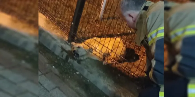 Bursa’da tellere sıkışan köpeği itfaiye kurtardı