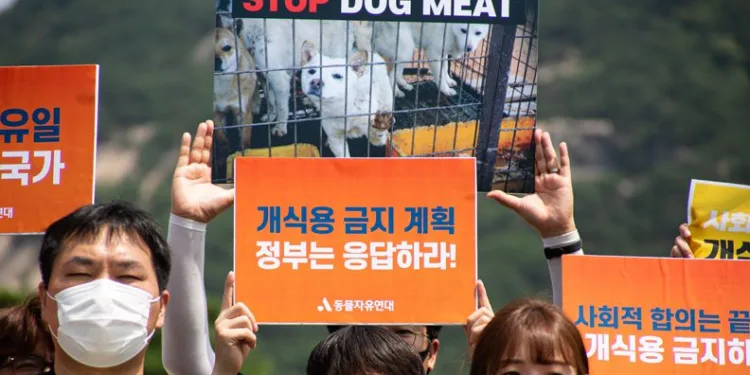 Ülkedeki köpek eti tüketimine eleştiri