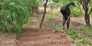 İlerleyen yaşına rağmen arı gibi çalışıyor