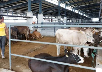 Bursa İnegöl’de kurbanlık satışları başladı