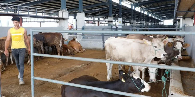 Bursa İnegöl’de kurbanlık satışları başladı