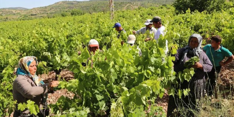 Konya’da üzüm yaprağı hasadı başladı