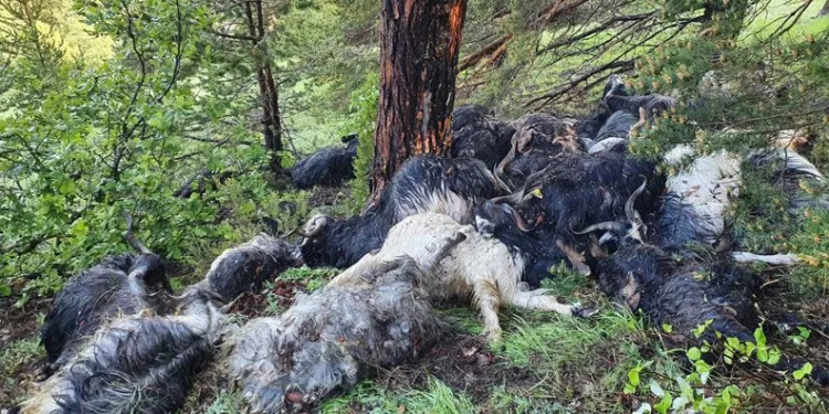 Keçi sürüsünün üzerine yıldırım düştü