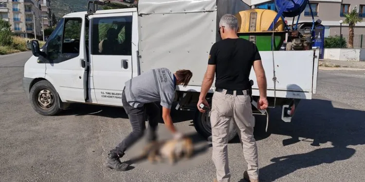 İzmir’de kedi ve köpekler zehirlenerek öldürüldü