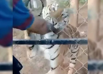 Bakıcısı olduğu kaplanın saldırısında öldü