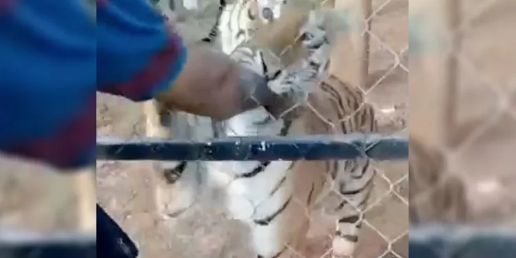 Bakıcısı olduğu kaplanın saldırısında öldü