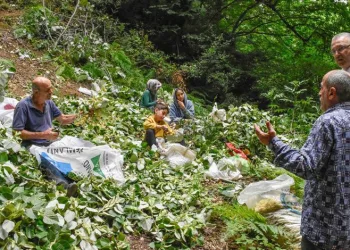 Bursa’nın ıhlamur ormanlarında hasat zamanı