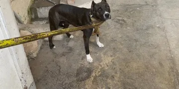 6 ayda 80 kişiye yasaklı köpek cezası