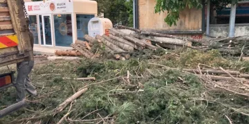 40 yıllık çamların kesilmesine tepki