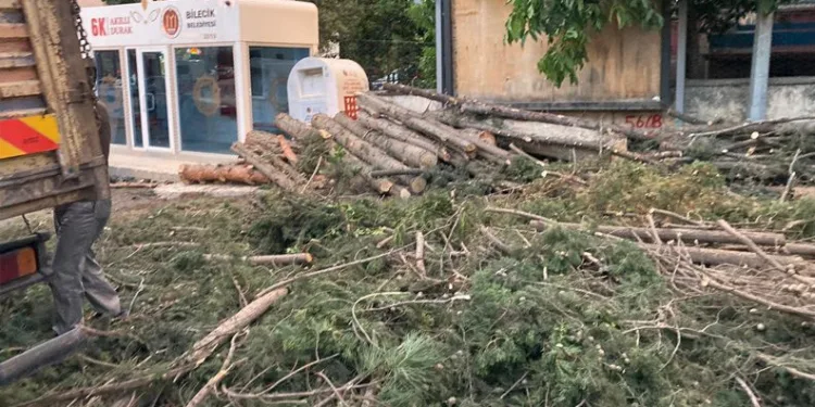 40 yıllık çamların kesilmesine tepki