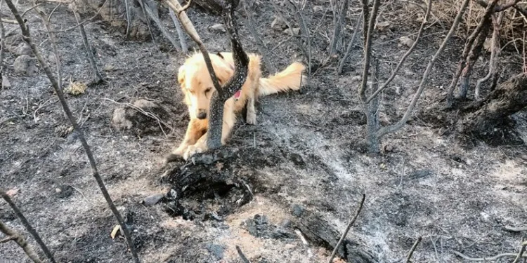 Yangının çıktığı noktayı ‘Kadro’ tespit etti