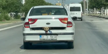 40 derece sıcakta tepki çeken görüntü