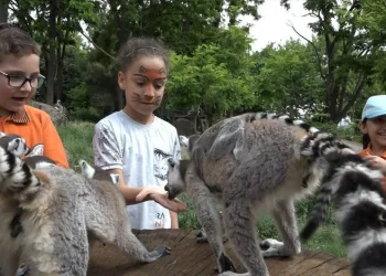 Bursa’da lemurları elleriyle beslediler