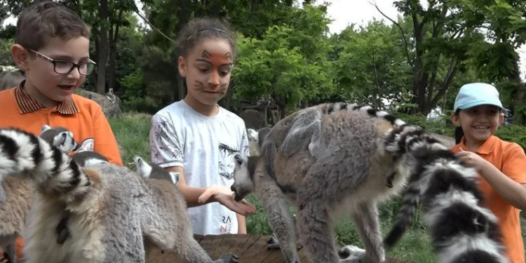 Bursa’da lemurları elleriyle beslediler