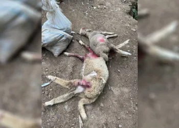 Çiftliğe giren sokak köpekleri hayvanları telef etti