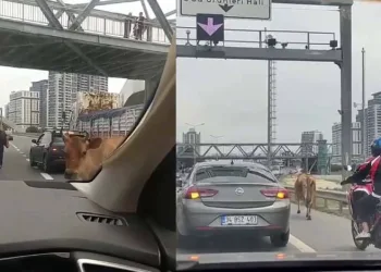 E-5 Karayolu’nda inekler trafiği karıştırdı