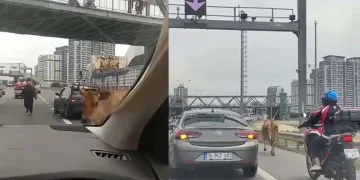 E-5 Karayolu’nda inekler trafiği karıştırdı