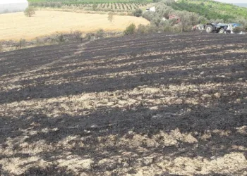 12 dönüm buğday ekili tarla yandı