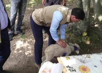 Yalova’da vahşi hayvanlar 17 küçükbaş hayvanı telef etti